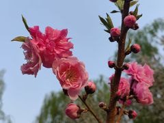 -海棠花溪(元大都城垣遗址公园)