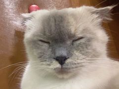 -藏猫猫咖啡主题馆(中央大道店)