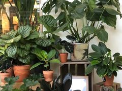 -植物学家的女儿(北马道巷店)