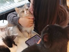 -有喵·猫咖·狗咖·30几只猫10只小狗(岗厦店)