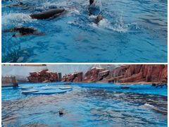 -上海海昌海洋公园