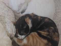 -纳吉亚猫专科动物医院·北北分院
