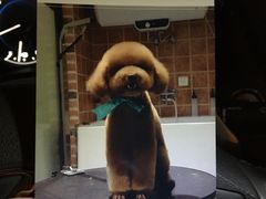 -Oh My Dog宠物沙龙(伊珊娜皮毛护理店)
