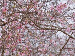 -天适樱花悠乐园