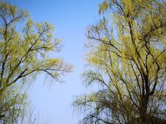 -柳浪闻莺公园