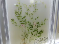 -广东中医药博物馆