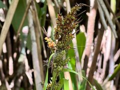 -海南热带雨林国家公园吊罗山景区