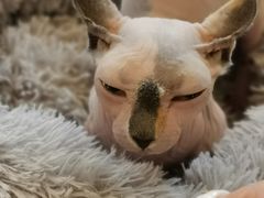 -平行世界·猫咖(首经贸店)