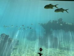-海棠湾洲际-涛·海底餐厅·美人鱼·自助餐·海底隧道