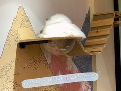 -滚猫咖啡·猫咖·猫友好撸猫(未来城店)