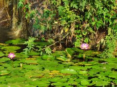 -广州神农草堂中医药博物馆