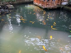 -南宫五洲植物乐园