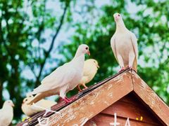 -天津妈祖文化园