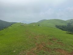 -大姆山草场
