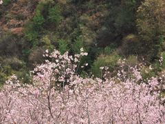 -宜良山后樱花谷