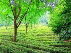 -宝岩生态观光园