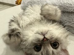 -momokira米努特·德文卷毛猫·棉花面纱犬
