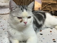 -毛绒耶耶撸宠馆·猫咖·狗咖·荷兰猪咖