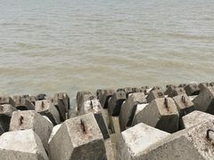 -上海滨江森林公园