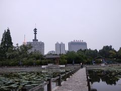 -紫荆山公园