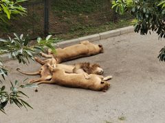 -大连森林动物园