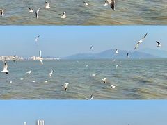 -深圳湾公园(南山区)