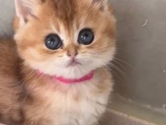 -糯米喵星人总部直营旗舰店·猫舍·幼猫出售
