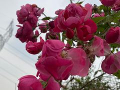 -紫颐香薰山谷景区