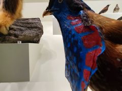 -四川大学博物馆