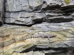 -Zoolung Zoolung动物主题公园(海信广场店)