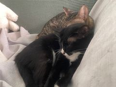 -创凡宠物医院·骨专科  猫科中心(西乡分院)