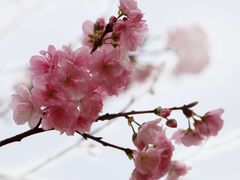 -天适樱花悠乐园