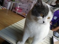 -Cappucimeow猫咪咖啡馆(韦伯时代店)
