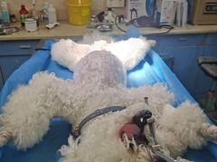 -动物缘宠物医院·骨科·猫科(西二环店)