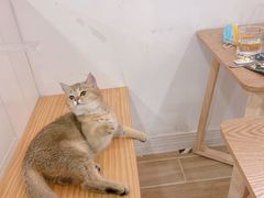 -李小姐の猫咖啡馆(五角场店)