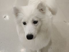 -共舞时光猫咖·狗咖(新街口店)