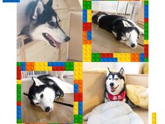 -Husky Go! 哈士奇体验馆·宠物咖啡厅狗咖