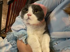 -猫猫幼稚园·撸猫·桌游·电玩