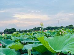 -荷塘月色湿地公园·向阳花洲