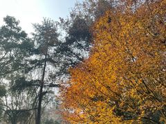 -岳麓山风景名胜区