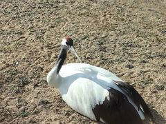 -盐城丹顶鹤湿地生态旅游区