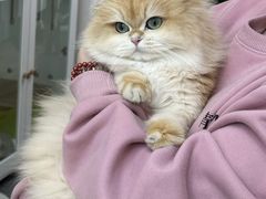 -青奢宠物·青奢猫舍