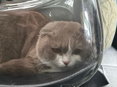 -瑞派康怡24h宠物医院·犬猫医疗中心·微创绝育(瑞景分院)