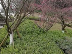 -重庆彩云湖湿地公园