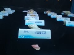 -贝壳梦幻世界