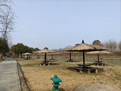-合肥滨湖国家森林公园