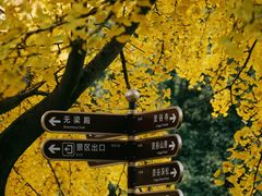 -灵谷景区