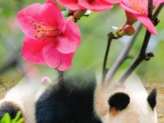 -成都大熊猫繁育研究基地