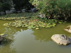 -神仙树公园