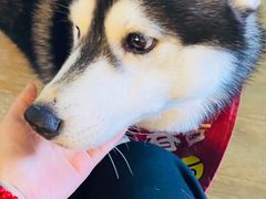 -Husky Go! 哈士奇体验馆·宠物咖啡厅狗咖